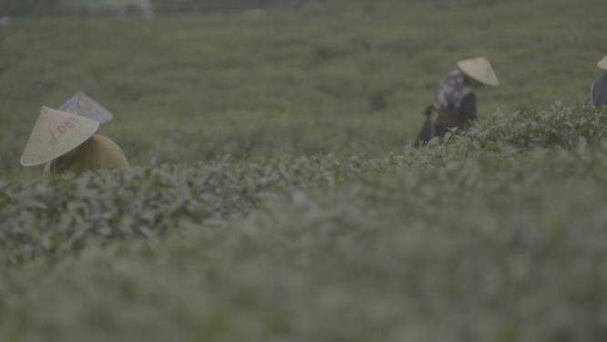 茶叶博物馆