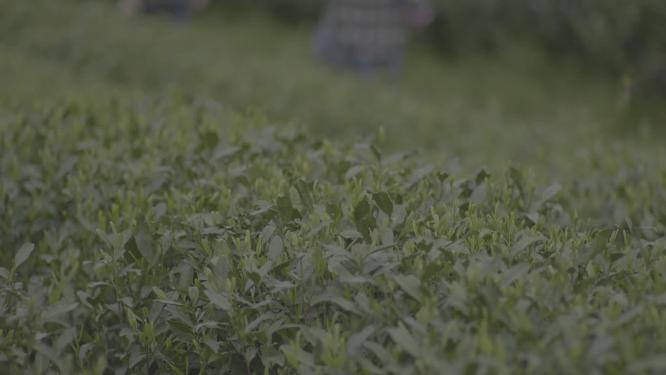 茶叶博物馆