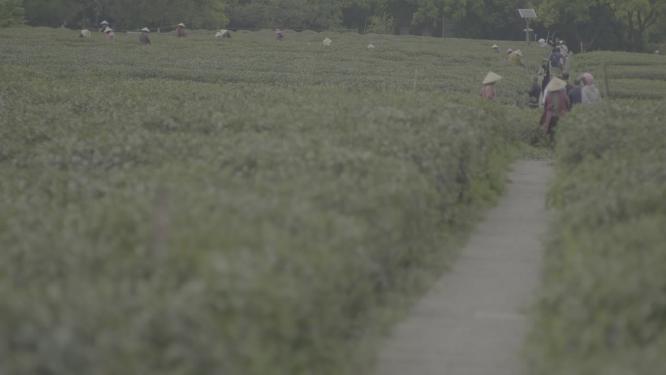 茶叶博物馆