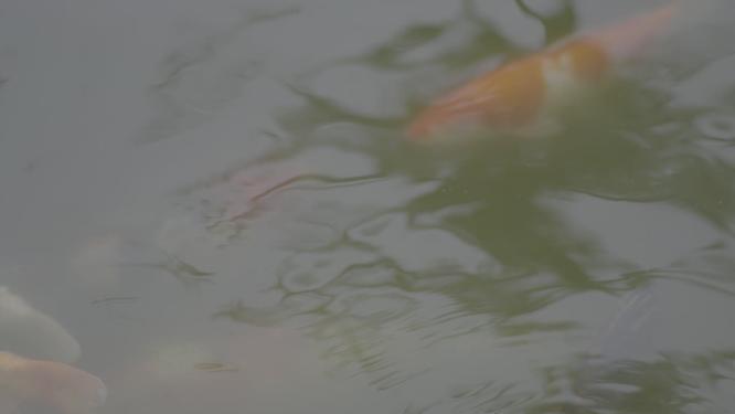 鱼在水中游