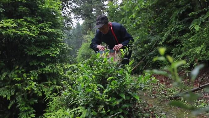 慢镜头茶农摘茶叶