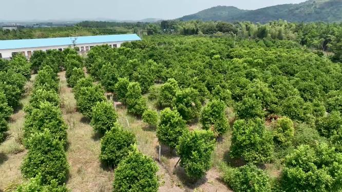 航拍新型种植基地