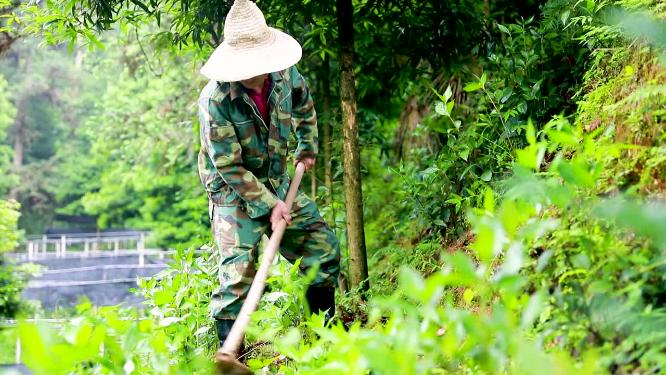 农村农民为种植地除草