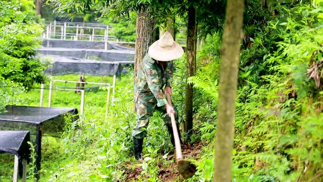 农村农民为种植地除草