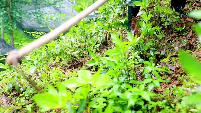 农村农民为种植地除草