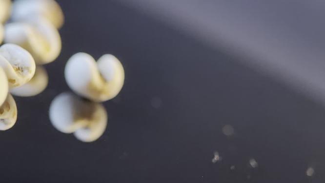 祛湿薏米薏苡仁祛湿湿气