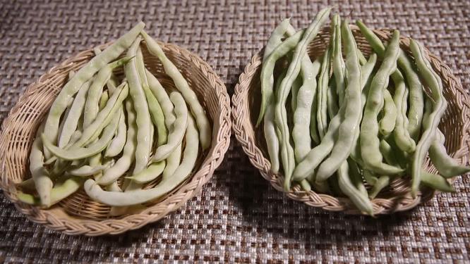 对比东北各种有机豆角