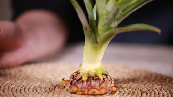 拆分夏季水果凤梨菠萝叶子