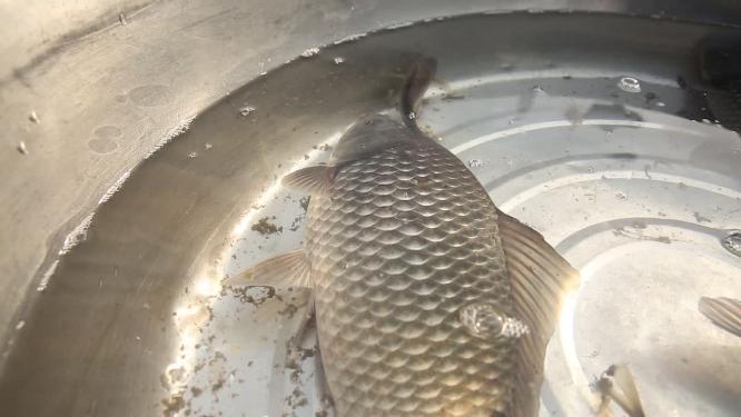 海鲜市场买鱼挑选