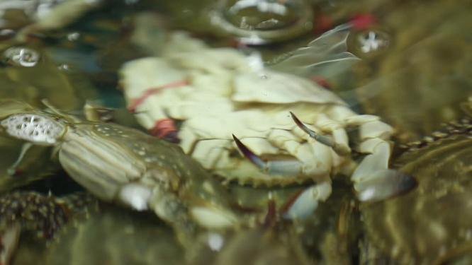 海鲜市场卖飞蟹梭子蟹兰花蟹