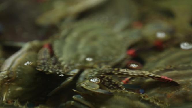 海鲜市场卖飞蟹梭子蟹兰花蟹