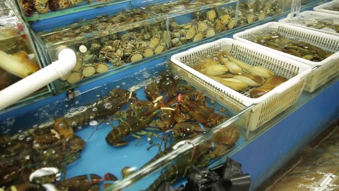 高档海鲜波士顿大龙虾波龙