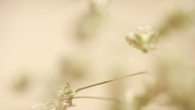 老咸菜老式榨菜