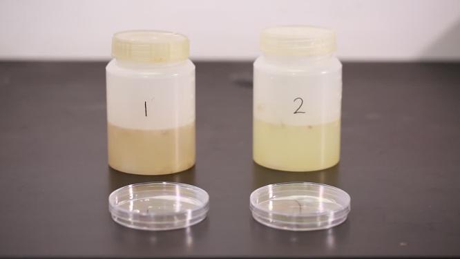 化学仪器检测生姜细菌实验