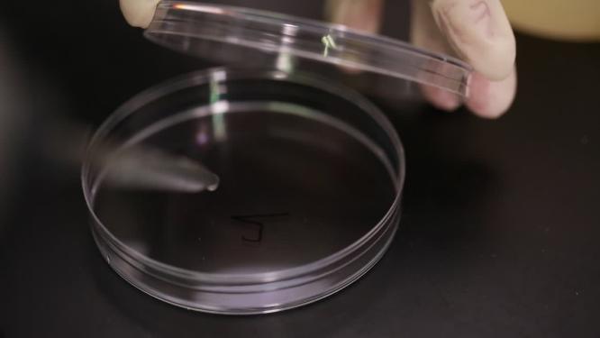 化学仪器检测生姜细菌