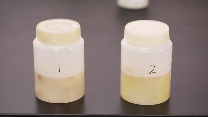 切片采样生姜食品安全检测8