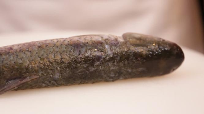 切草鱼抽与腥线