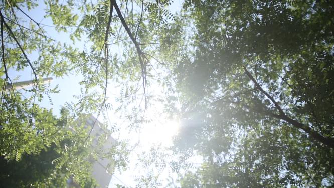 夏季仰视天空树叶光影摇曳逆光太阳