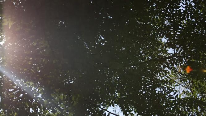 夏季仰视天空树叶光影摇曳逆光太阳3