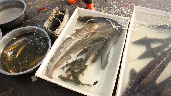 天津海河岸边卖鱼