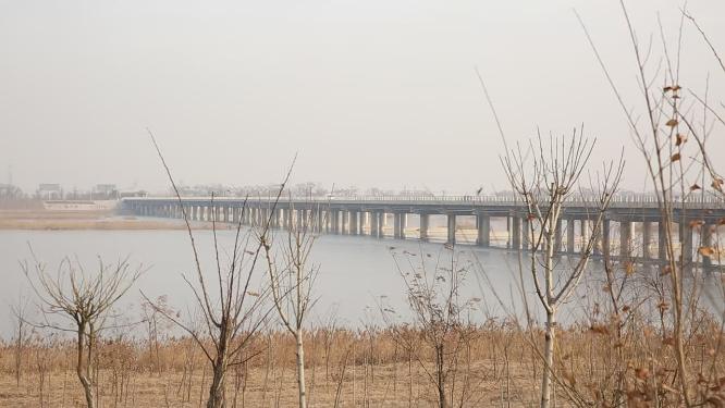 天津海河岸边芦苇荡野草