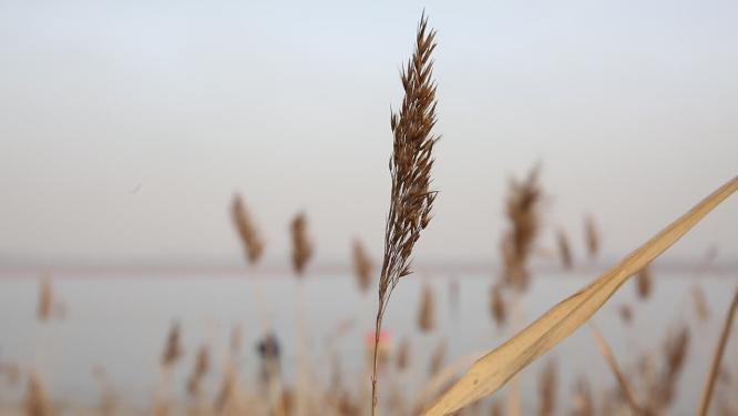 天津海河岸边芦苇荡野草特写