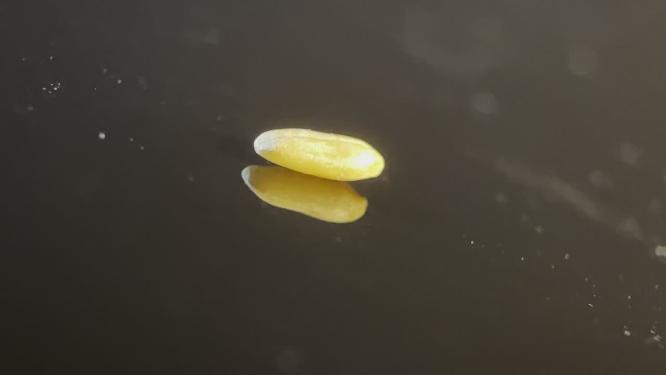 微距减肥瘦身燕麦粗粮