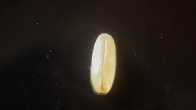 微距减肥瘦身燕麦粗粮