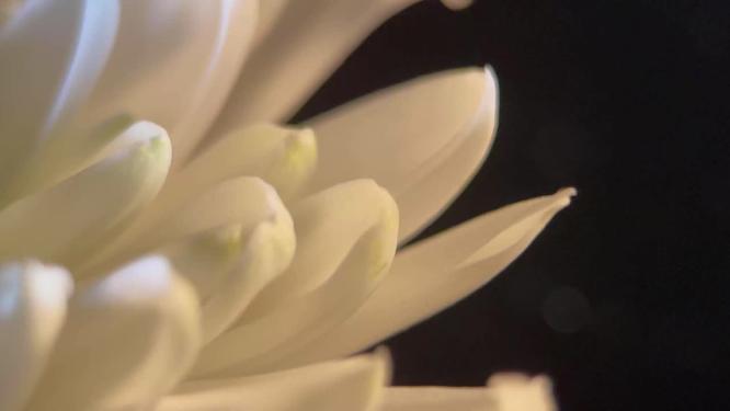 微距鲜花摄影白菊花