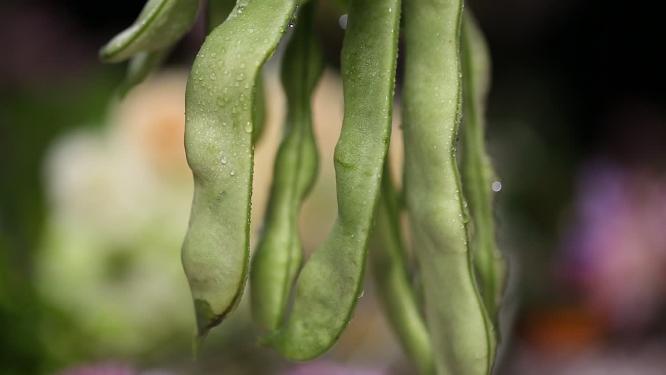 悬挂的扁豆刀豆