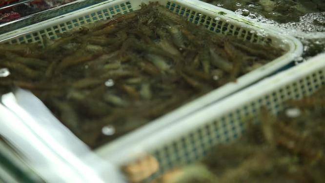 水产市场卖各种小海鲜