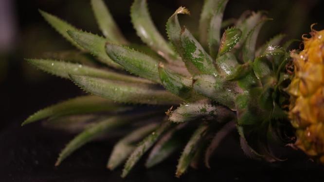 水果菠萝凤梨的各部分3