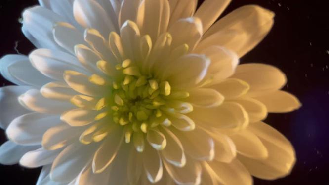 鲜花摄影白色菊花