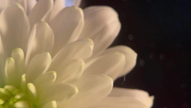 鲜花摄影白色菊花