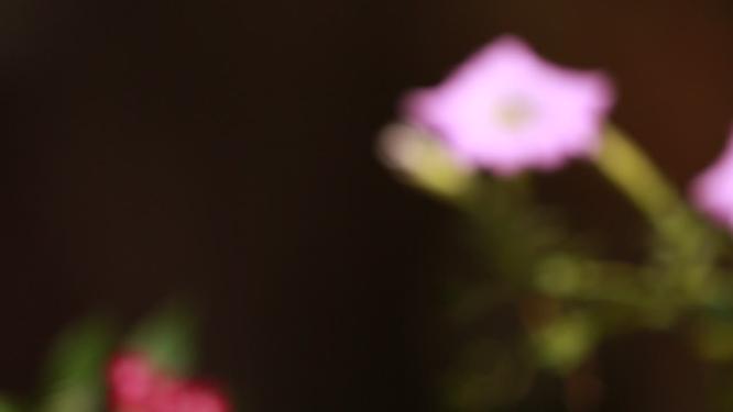 瘦身蔬菜秋黄瓜切黄瓜