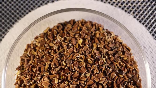 半画 光杆茼蒿蒿子秆种子蔬菜种子农作物种菜蔬果种子6
