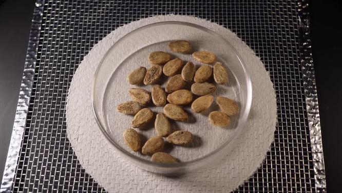 俯拍 冰糖麒麟西瓜种子蔬菜种子农作物种菜蔬果种子4