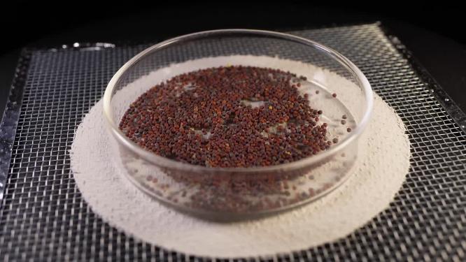 侧俯拍 四季红菜薹种子蔬菜种子农作物种菜蔬果种子
