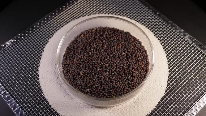 俯拍 四月慢油菜小白菜种子蔬菜种子农作物种菜蔬果种子4
