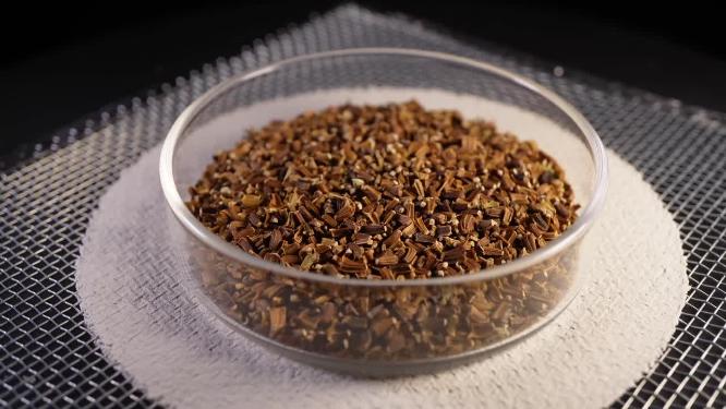 侧俯拍 小叶茼蒿蒿子秆种子蔬菜种子农作物种菜蔬果种子4