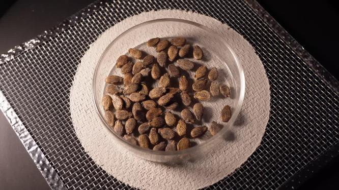 俯拍 懒汉西瓜麒麟西瓜种子蔬菜种子农作物种菜蔬果种子5