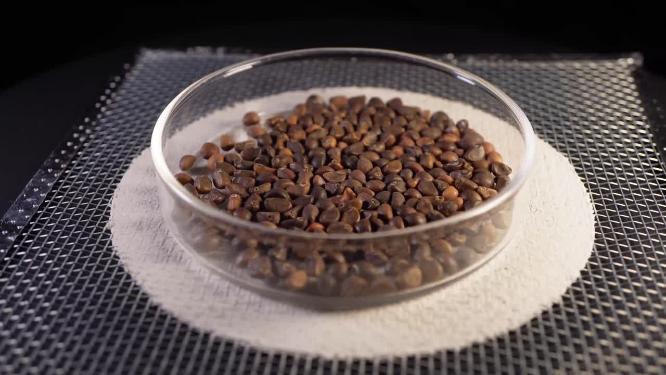 侧俯拍 柳叶空心菜青菜种子蔬菜种子农作物种菜蔬果种子