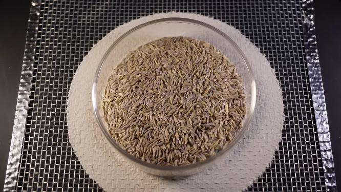 俯拍 玻璃生菜奶油生菜种子蔬菜种子农作物种菜蔬果种子5