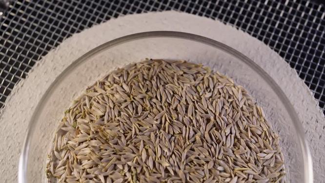 半画 玻璃生菜奶油生菜种子蔬菜种子农作物种菜蔬果种子6