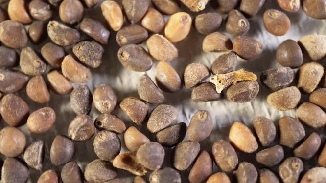特写白梗柳叶空心菜种子蔬菜种子农作物种菜蔬果种子 