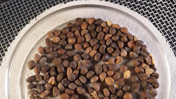 半画 白梗柳叶空心菜种子蔬菜种子农作物种菜蔬果种子3