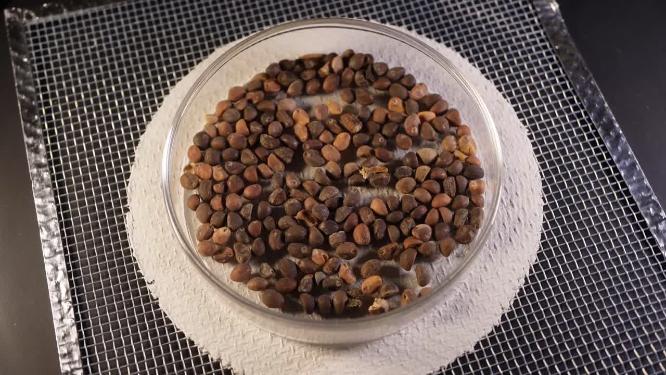 俯拍 白梗柳叶空心菜种子蔬菜种子农作物种菜蔬果种子4