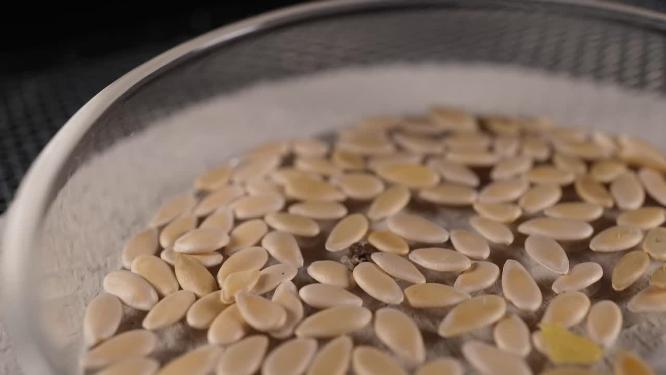 特写 白糖罐香瓜甜瓜蜜瓜种子蔬菜种子农作物种菜蔬果种子