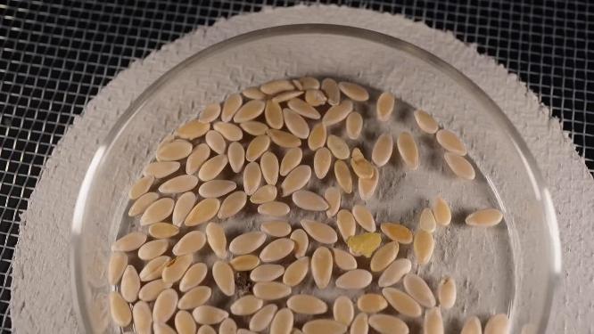 半盘 白糖罐香瓜甜瓜蜜瓜种子蔬菜种子农作物种菜蔬果种子3