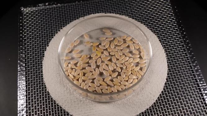  白糖罐香瓜甜瓜蜜瓜种子蔬菜种子农作物种菜蔬果种子4